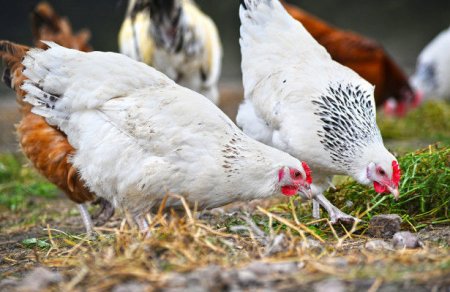 Rusiyada quş qripi yayıldı