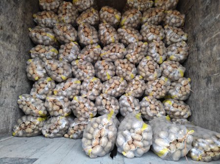 Kartof yığımı davam edir