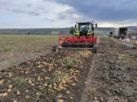 Kartof yığımı davam edir