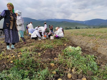 Kartof yığımı davam edir