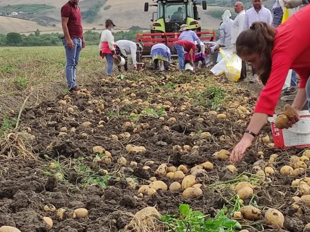 Kartof yığımı davam edir