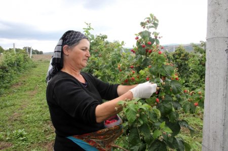 Ekoloji təmiz "İsmayıllı moruğu" -  VİDEO