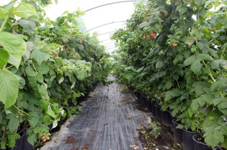 Ekoloji təmiz "İsmayıllı moruğu" -  VİDEO