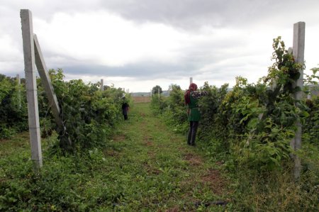 Ekoloji təmiz "İsmayıllı moruğu" -  VİDEO