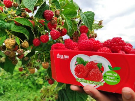 Ekoloji təmiz "İsmayıllı moruğu" -  VİDEO