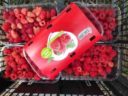 Ekoloji təmiz "İsmayıllı moruğu" -  VİDEO