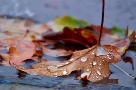Sabahın hava proqnozu açıqlandı