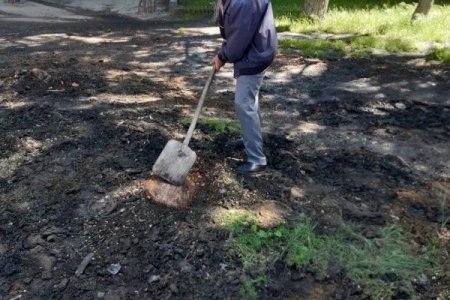 Bakıda tikinti şirkəti 29 ağac və kolu məhv edib
