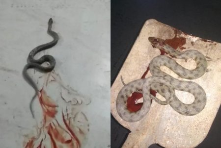 Bakının mərkəzində böyük ilan peyda oldu - VİDEO