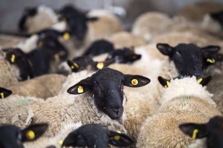 Azərbaycana Avropadan “Lacaune”, “Landschaft Merino”, “İle de France” və “Suffolk” cins damazlıq qoyunları gətirilib