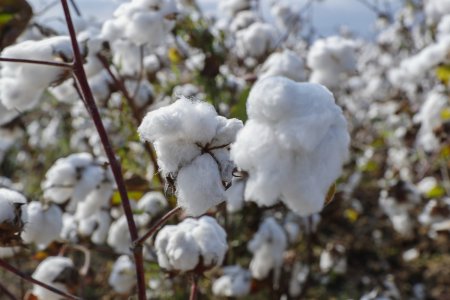 Ağcabədidə pambıq yığımı: Bugünədək tədarük məntəqələrinə 16 min tondan çox pambıq təhvil verilib