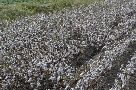 Ağcabədidə pambıq yığımı: Bugünədək tədarük məntəqələrinə 16 min tondan çox pambıq təhvil verilib