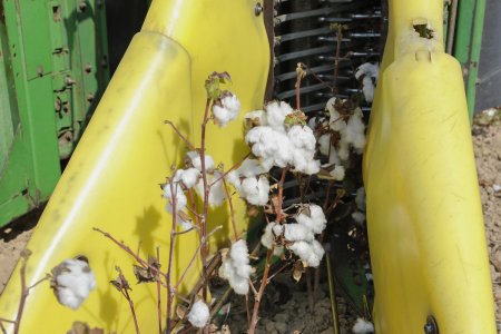 Ağcabədidə pambıq yığımı: Bugünədək tədarük məntəqələrinə 16 min tondan çox pambıq təhvil verilib
