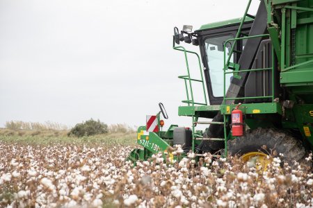 Ağcabədidə pambıq yığımı: Bugünədək tədarük məntəqələrinə 16 min tondan çox pambıq təhvil verilib