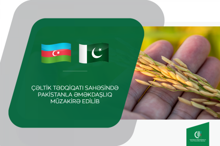 Çəltik tədqiqatı sahəsində Pakistanla əməkdaşlıq müzakirə edilib